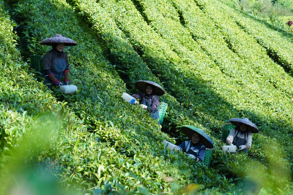 Four women harvesting tea leaves in a green rural field, under bright daylight.