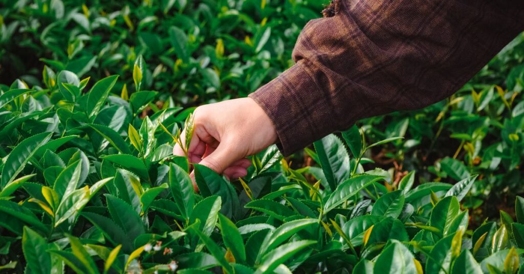 Hand picking fresh tea leaves in a lush green plantation, emphasizing organic farming.
