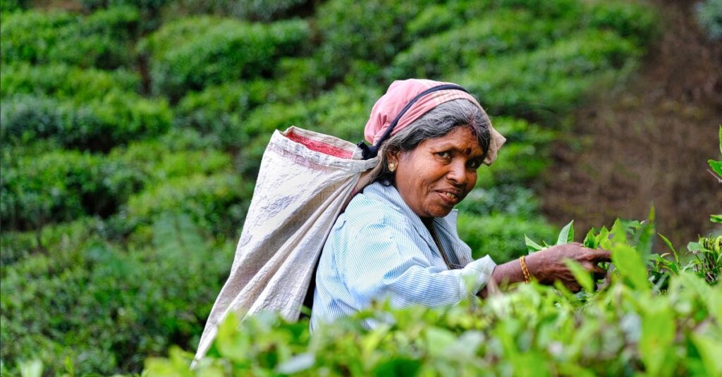 An elderly Sri Lankan woman working in a lush tea plantation in Haputale, surrounded by verdant greenery.