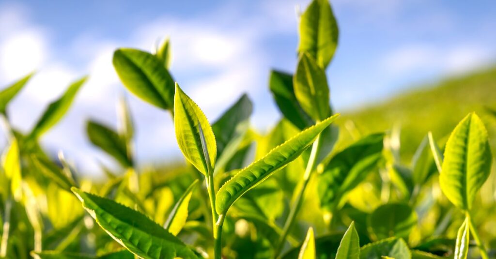 Close-up of fresh green tea leaves basking in bright sunlight.