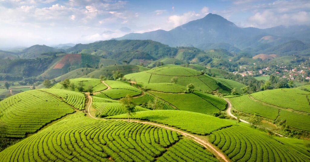 A stunning aerial view showcasing lush green tea plantations under a clear blue sky.